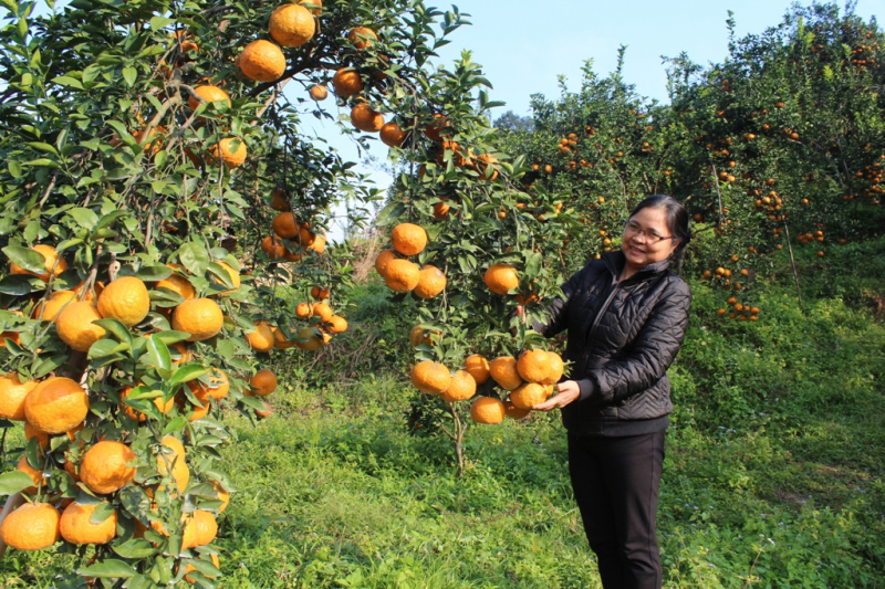 Cảm sành Hà Giang vào vụ chín